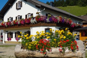 Urlaub am Bauernhof - Lunz am See / Maiszinken - Moaserhof